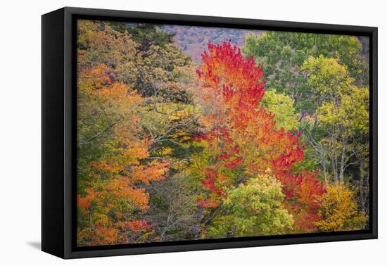 USA, Vermont, Fall foliage in Green Mountains at Bread Loaf, owned by Middlebury College.-Alison Jones-Framed Premier Image Canvas