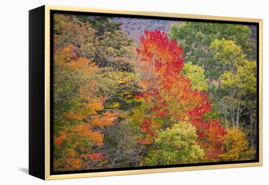 USA, Vermont, Fall foliage in Green Mountains at Bread Loaf, owned by Middlebury College.-Alison Jones-Framed Premier Image Canvas