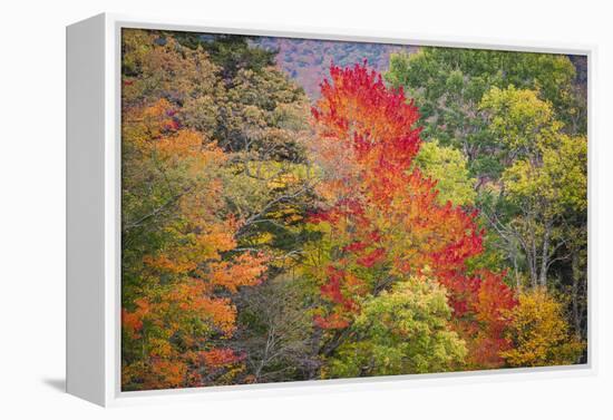 USA, Vermont, Fall foliage in Green Mountains at Bread Loaf, owned by Middlebury College.-Alison Jones-Framed Premier Image Canvas