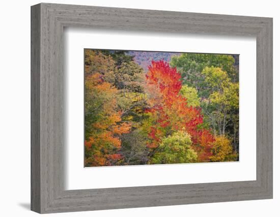 USA, Vermont, Fall foliage in Green Mountains at Bread Loaf, owned by Middlebury College.-Alison Jones-Framed Photographic Print