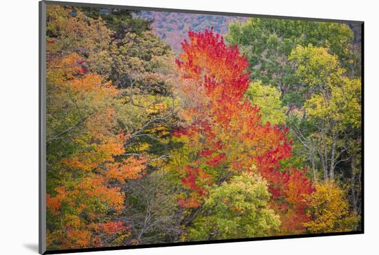 USA, Vermont, Fall foliage in Green Mountains at Bread Loaf, owned by Middlebury College.-Alison Jones-Mounted Photographic Print