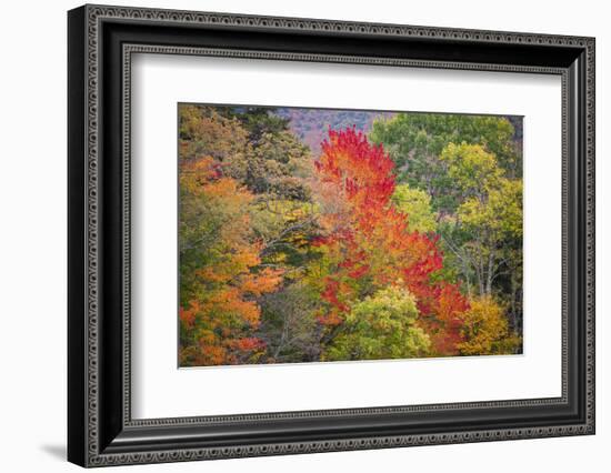 USA, Vermont, Fall foliage in Green Mountains at Bread Loaf, owned by Middlebury College.-Alison Jones-Framed Photographic Print