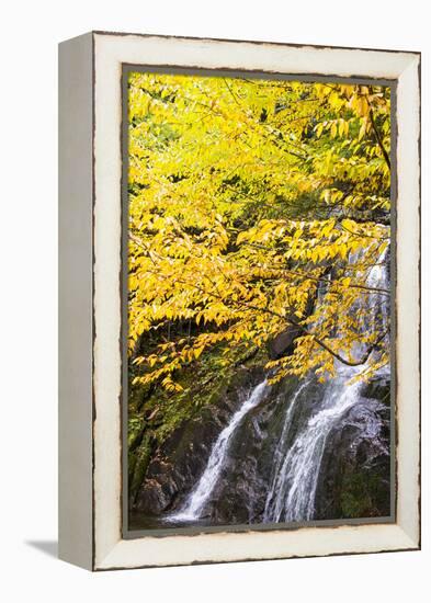 USA, Vermont, Fall foliage in Mad River Valley along trail to Warren Falls-Alison Jones-Framed Premier Image Canvas