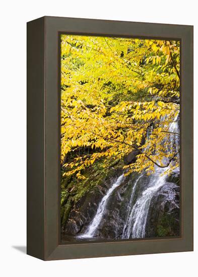 USA, Vermont, Fall foliage in Mad River Valley along trail to Warren Falls-Alison Jones-Framed Premier Image Canvas