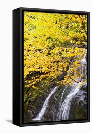 USA, Vermont, Fall foliage in Mad River Valley along trail to Warren Falls-Alison Jones-Framed Premier Image Canvas