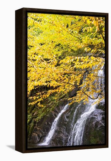 USA, Vermont, Fall foliage in Mad River Valley along trail to Warren Falls-Alison Jones-Framed Premier Image Canvas