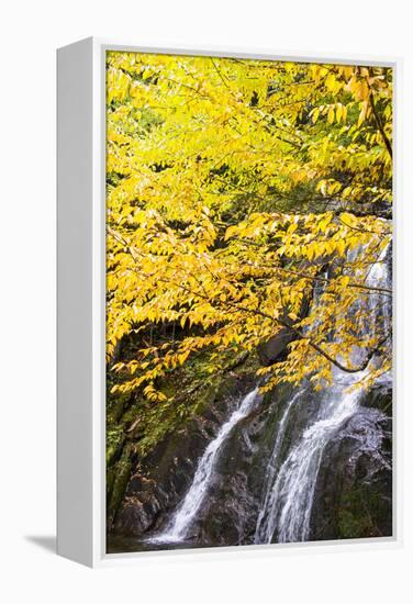 USA, Vermont, Fall foliage in Mad River Valley along trail to Warren Falls-Alison Jones-Framed Premier Image Canvas