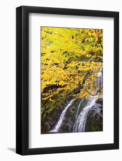 USA, Vermont, Fall foliage in Mad River Valley along trail to Warren Falls-Alison Jones-Framed Photographic Print