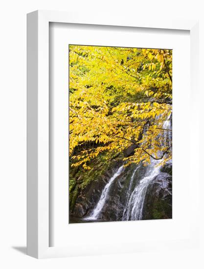 USA, Vermont, Fall foliage in Mad River Valley along trail to Warren Falls-Alison Jones-Framed Photographic Print