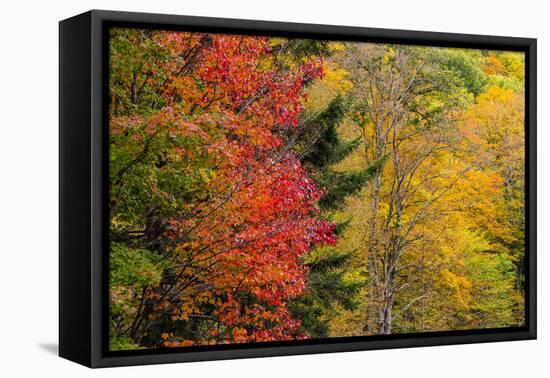 USA, Vermont, Fall foliage in Mad River Valley along trail to Warren Falls-Alison Jones-Framed Premier Image Canvas