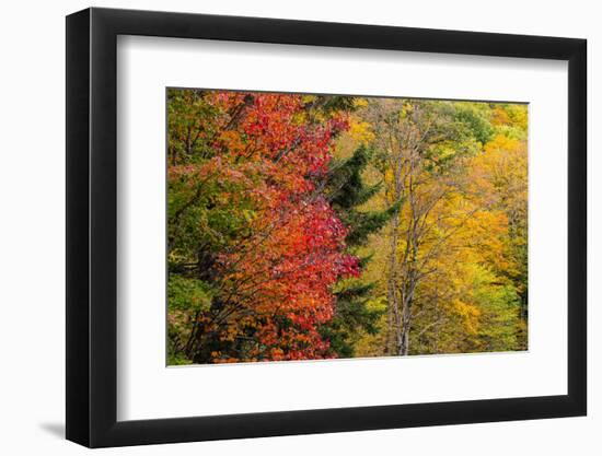 USA, Vermont, Fall foliage in Mad River Valley along trail to Warren Falls-Alison Jones-Framed Photographic Print