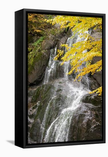 USA, Vermont, Fall foliage in Mad River Valley along trail to Warren Falls-Alison Jones-Framed Premier Image Canvas