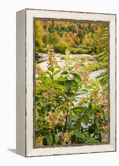 USA, Vermont, Fall foliage in Mad River Valley, Waitsfield-Alison Jones-Framed Premier Image Canvas