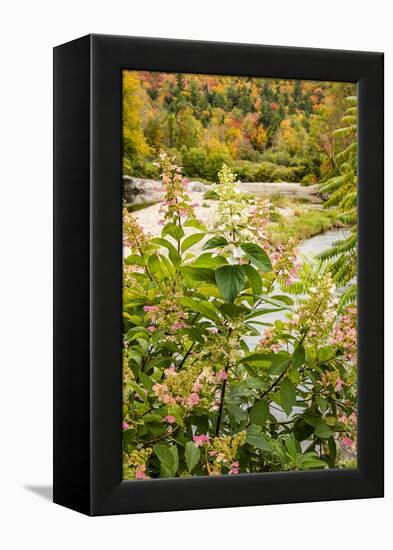 USA, Vermont, Fall foliage in Mad River Valley, Waitsfield-Alison Jones-Framed Premier Image Canvas