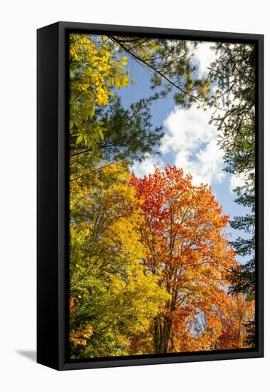 USA, Vermont, Fall foliage in Morrisville on Jopson Lane-Alison Jones-Framed Premier Image Canvas