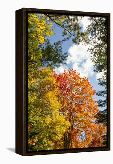 USA, Vermont, Fall foliage in Morrisville on Jopson Lane-Alison Jones-Framed Premier Image Canvas