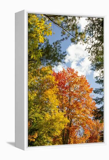 USA, Vermont, Fall foliage in Morrisville on Jopson Lane-Alison Jones-Framed Premier Image Canvas