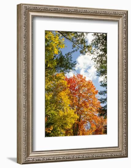 USA, Vermont, Fall foliage in Morrisville on Jopson Lane-Alison Jones-Framed Photographic Print