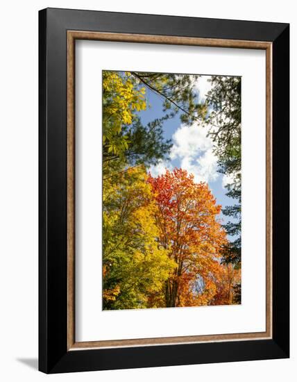 USA, Vermont, Fall foliage in Morrisville on Jopson Lane-Alison Jones-Framed Photographic Print