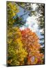 USA, Vermont, Fall foliage in Morrisville on Jopson Lane-Alison Jones-Mounted Photographic Print