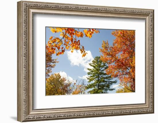 USA, Vermont, Fall foliage in Morrisville on Jopson Lane-Alison Jones-Framed Photographic Print