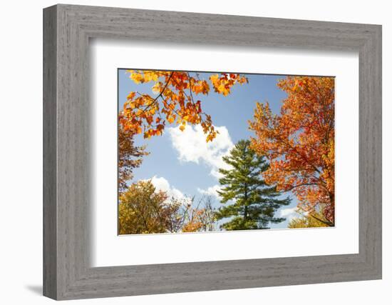 USA, Vermont, Fall foliage in Morrisville on Jopson Lane-Alison Jones-Framed Photographic Print