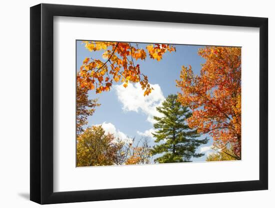 USA, Vermont, Fall foliage in Morrisville on Jopson Lane-Alison Jones-Framed Photographic Print