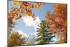 USA, Vermont, Fall foliage in Morrisville on Jopson Lane-Alison Jones-Mounted Photographic Print