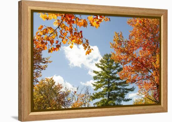 USA, Vermont, Fall foliage in Morrisville on Jopson Lane-Alison Jones-Framed Premier Image Canvas