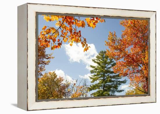 USA, Vermont, Fall foliage in Morrisville on Jopson Lane-Alison Jones-Framed Premier Image Canvas
