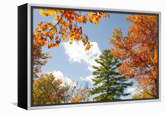 USA, Vermont, Fall foliage in Morrisville on Jopson Lane-Alison Jones-Framed Premier Image Canvas