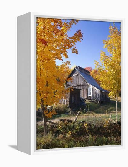 USA, Vermont, House, Old, Maple Trees, Autumn-Thonig-Framed Premier Image Canvas