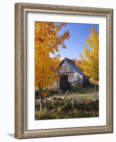 USA, Vermont, House, Old, Maple Trees, Autumn-Thonig-Framed Photographic Print