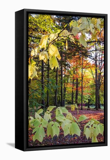 USA, Vermont, Morrisville, Jopson Lane. Fall foliage-Alison Jones-Framed Premier Image Canvas