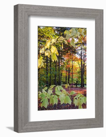 USA, Vermont, Morrisville, Jopson Lane. Fall foliage-Alison Jones-Framed Photographic Print