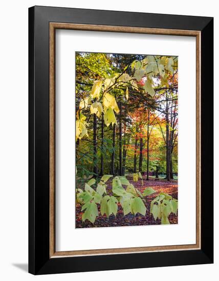 USA, Vermont, Morrisville, Jopson Lane. Fall foliage-Alison Jones-Framed Photographic Print