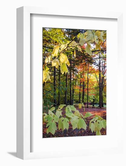 USA, Vermont, Morrisville, Jopson Lane. Fall foliage-Alison Jones-Framed Photographic Print