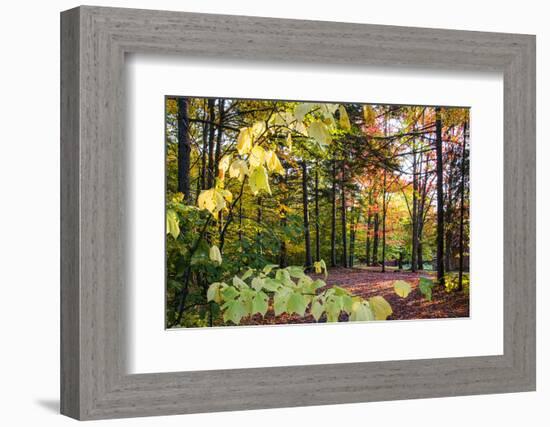 USA, Vermont, Morrisville, Jopson Lane. Fall foliage-Alison Jones-Framed Photographic Print