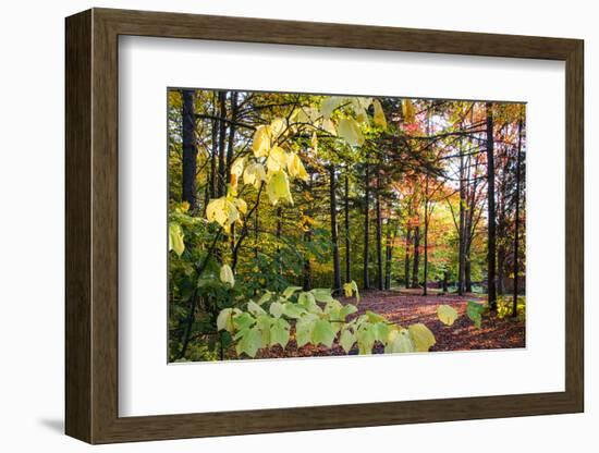 USA, Vermont, Morrisville, Jopson Lane. Fall foliage-Alison Jones-Framed Photographic Print