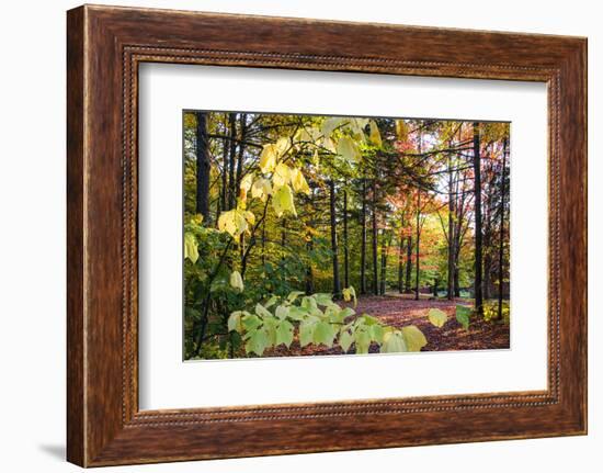 USA, Vermont, Morrisville, Jopson Lane. Fall foliage-Alison Jones-Framed Photographic Print