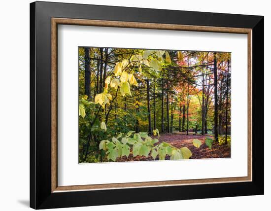 USA, Vermont, Morrisville, Jopson Lane. Fall foliage-Alison Jones-Framed Photographic Print