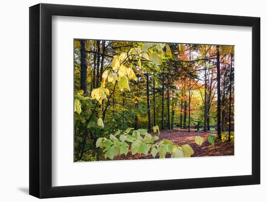 USA, Vermont, Morrisville, Jopson Lane. Fall foliage-Alison Jones-Framed Photographic Print