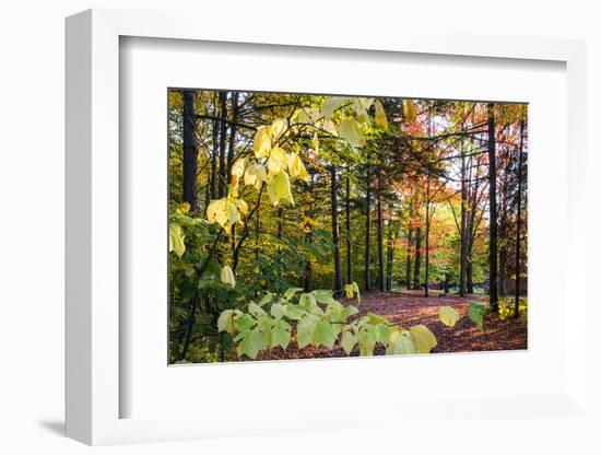 USA, Vermont, Morrisville, Jopson Lane. Fall foliage-Alison Jones-Framed Photographic Print