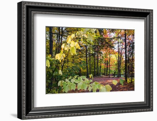 USA, Vermont, Morrisville, Jopson Lane. Fall foliage-Alison Jones-Framed Photographic Print