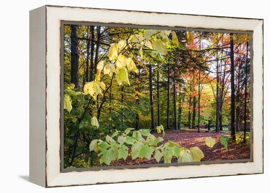 USA, Vermont, Morrisville, Jopson Lane. Fall foliage-Alison Jones-Framed Premier Image Canvas