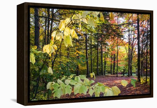 USA, Vermont, Morrisville, Jopson Lane. Fall foliage-Alison Jones-Framed Premier Image Canvas