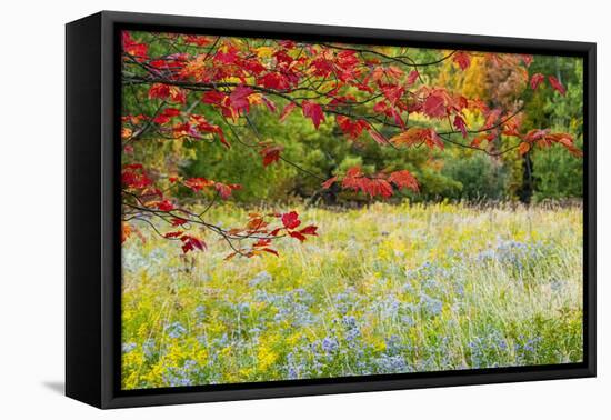 USA, Vermont, Morrisville. Lyle McKee Road, fall foliage-Alison Jones-Framed Premier Image Canvas