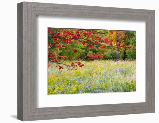 USA, Vermont, Morrisville. Lyle McKee Road, fall foliage-Alison Jones-Framed Photographic Print