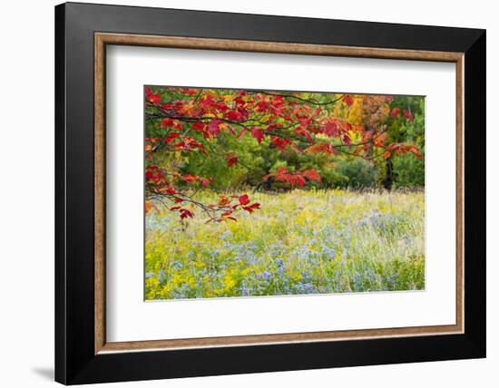 USA, Vermont, Morrisville. Lyle McKee Road, fall foliage-Alison Jones-Framed Photographic Print