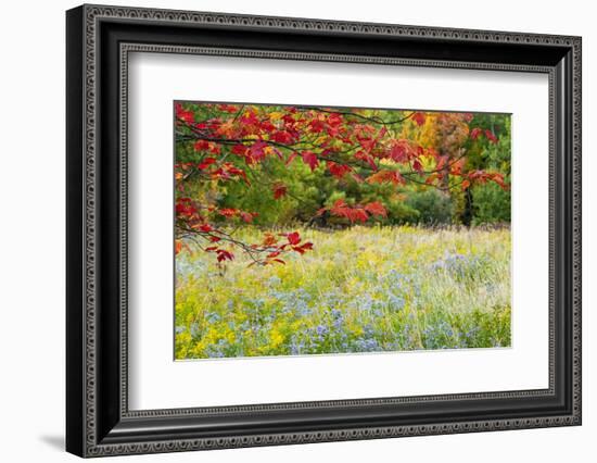 USA, Vermont, Morrisville. Lyle McKee Road, fall foliage-Alison Jones-Framed Photographic Print